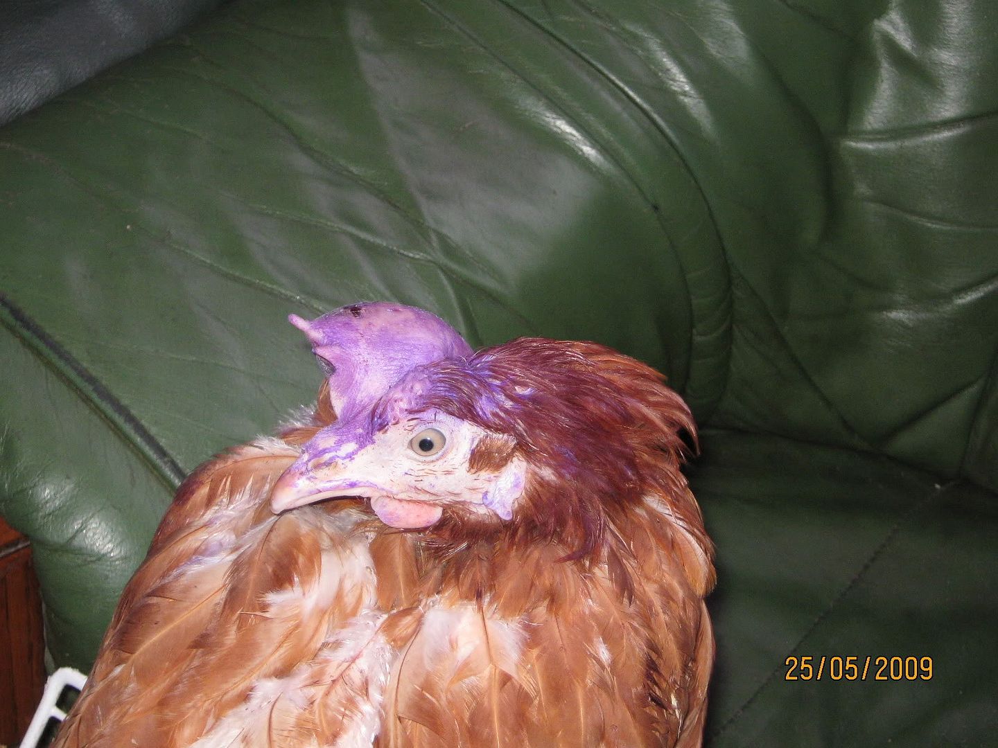 Very Swollen comb BackYard Chickens